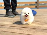 Ayı Surat Pomeranian Boo Yavrularımız