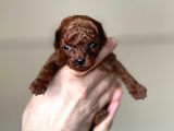 Kore Kanı Dark Brown Toy Poodle
