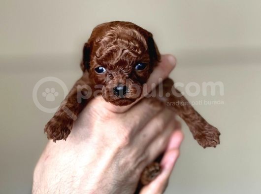 Kore Kanı Dark Brown Toy Poodle görsel