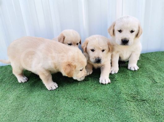 Orjinal Labrador Yavrular