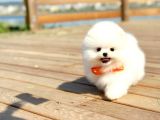 Ayı Surat Pomeranian Boo Yavrularımız
