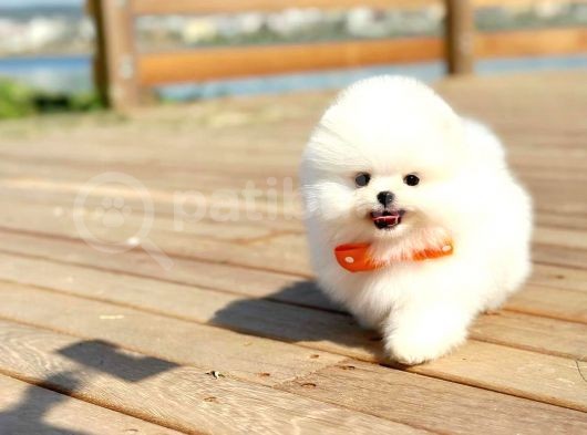 Ayı Surat Pomeranian Boo Yavrularımız