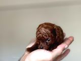 Kore Kanı Dark Brown Toy Poodle