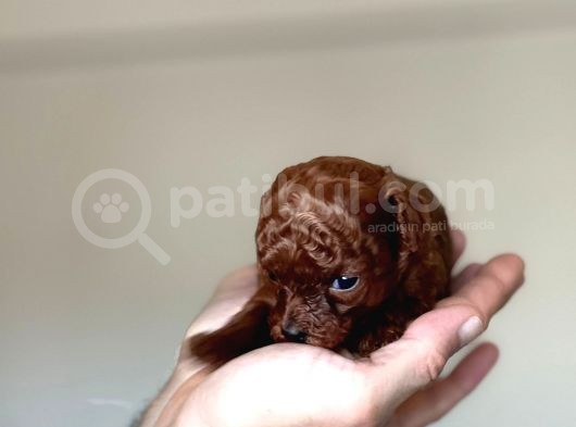 Kore Kanı Dark Brown Toy Poodle görsel