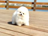 Ayı Surat Pomeranian Boo Yavrularımız