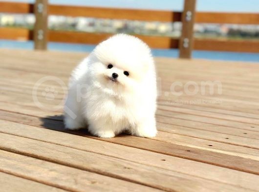 Ayı Surat Pomeranian Boo Yavrularımız görsel