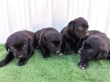 Orjinal Labrador Yavrular