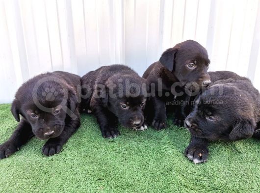 Orjinal Labrador Yavrular görsel