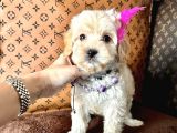 Bayram şekeri maltipoo yavrular 