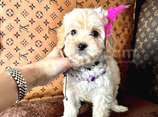 Bayram Şekeri Maltipoo Yavrular 