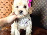 Bayram Şekeri Maltipoo Yavrular 