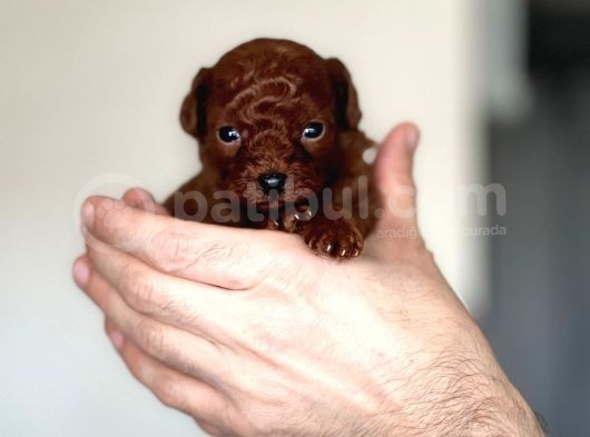 Kore Kanı Dark Brown Toy Poodle görsel