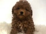 Tooy poodle cinsi yavrular DİŞİ erkek mevcuttur 