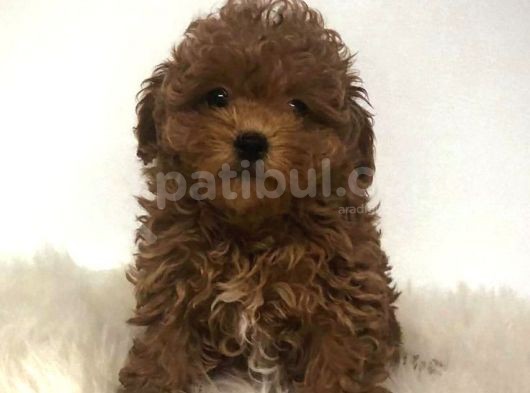 Tooy Poodle Cinsi Yavrular Di̇şi̇ Erkek Mevcuttur 
