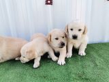 Orjinal Labrador Yavrular