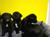 A kalite black cane corso siyah erkek ve dişi yavrular