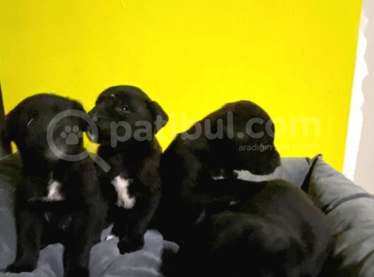 A Kalite Black Cane Corso Siyah Erkek Ve Dişi Yavrular