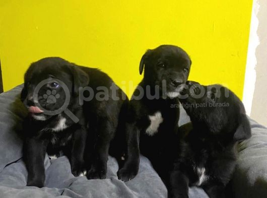 A Kalite Black Cane Corso Siyah Erkek Ve Dişi Yavrular görsel