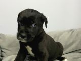 A Kalite Black Cane Corso Siyah Erkek Ve Dişi Yavrular