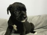 A Kalite Black Cane Corso Siyah Erkek Ve Dişi Yavrular