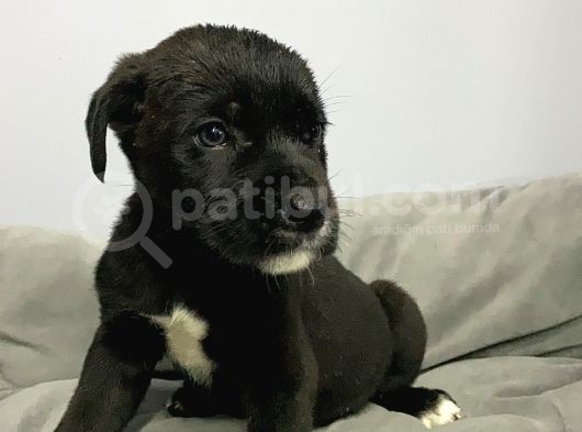 A Kalite Black Cane Corso Siyah Erkek Ve Dişi Yavrular görsel