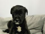 A Kalite Black Cane Corso Siyah Erkek Ve Dişi Yavrular