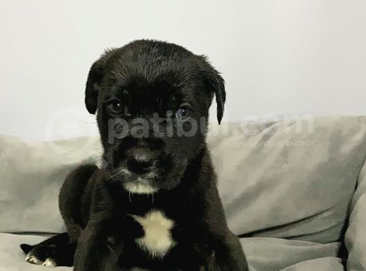 A Kalite Black Cane Corso Siyah Erkek Ve Dişi Yavrular görsel