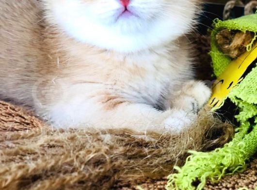 A Kalite Bri̇ti̇sh Shorthai̇r Golden  Yavrular görsel