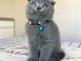 Safkan Gri Scottish Fold Yavru