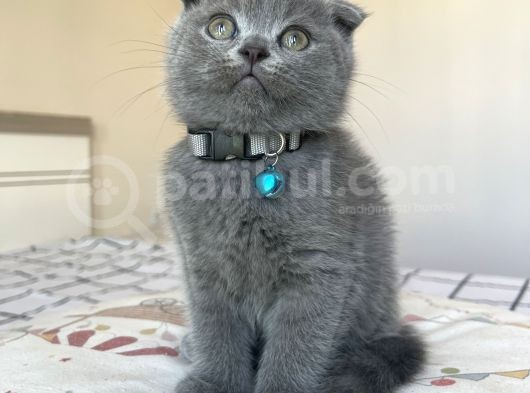 Safkan Gri Scottish Fold Yavru görsel