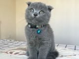 Safkan Gri Scottish Fold Yavru