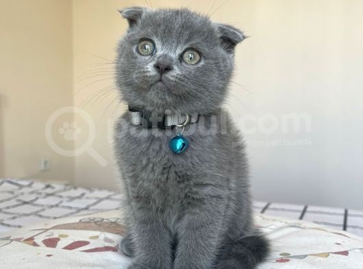 Safkan Gri Scottish Fold Yavru görsel
