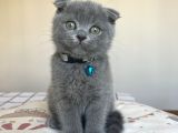 Safkan Gri Scottish Fold Yavru
