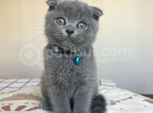 Safkan Gri Scottish Fold Yavru