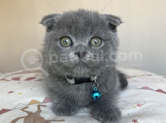 Safkan Gri Scottish Fold Yavru görsel