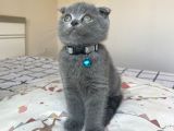Safkan Gri Scottish Fold Yavru