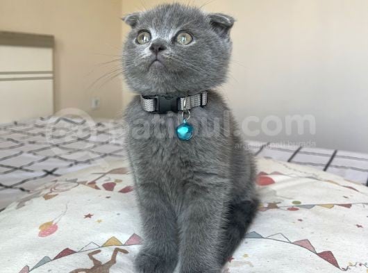 Safkan Gri Scottish Fold Yavru görsel