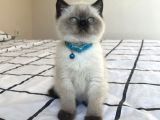 Maviş British Shorthair Bebekler