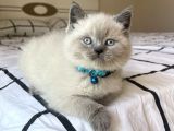 Maviş British Shorthair Bebekler