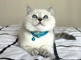 Maviş British Shorthair Bebekler