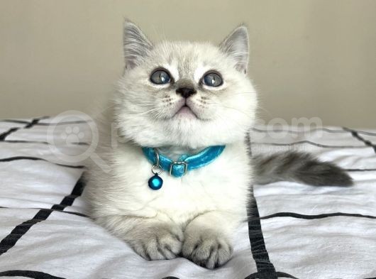 Maviş British Shorthair Bebekler görsel