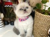 Maviş British Shorthair Bebekler
