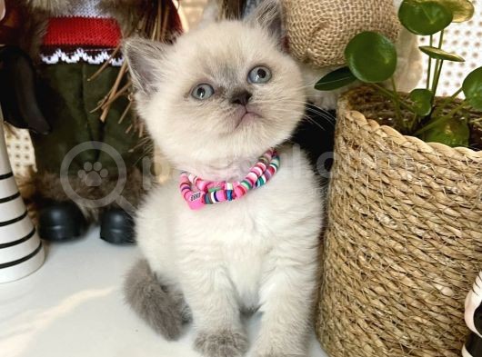 Maviş British Shorthair Bebekler görsel