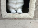 British  Longhair Golden point Yavru
