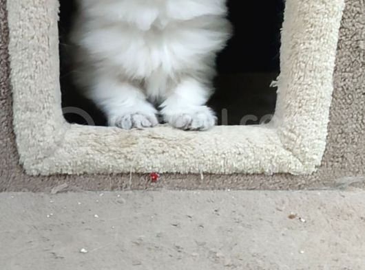 British  Longhair Golden Point Yavru