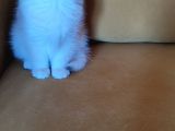 British Shorthair Golden  Yavru