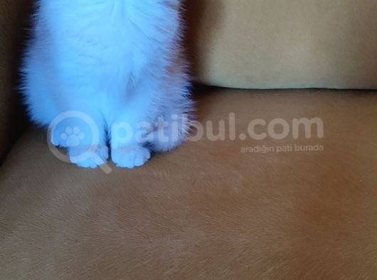 British Shorthair Golden  Yavru görsel