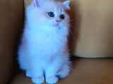British Shorthair Golden  Yavru