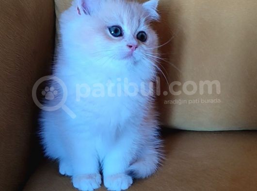 British Shorthair Golden  Yavru