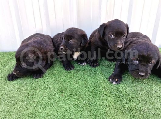 Orjinal Labrador Yavrular görsel